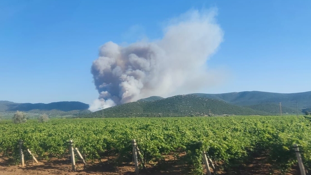Manisa'nın Saruhanlı ilçesinde orman yangını çıktı
