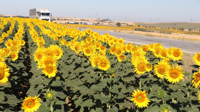 Tekirdağ'da "gündöndü" tarlaları sürücülere renkli rota sunuyor