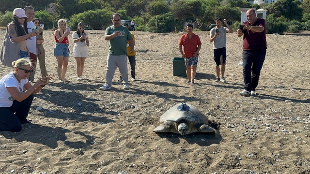 Mersin'de uydu takip cihazı takılan yeşil deniz kaplumbağası denize bırakıldı
