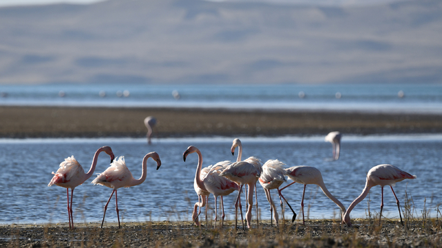 Kuş cenneti Erçek Gölü'nde kuraklık nedeniyle flamingo sayısı azaldı