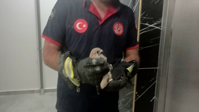 Batman'da balkon korkuluğuna sıkışan atmaca kurtarıldı