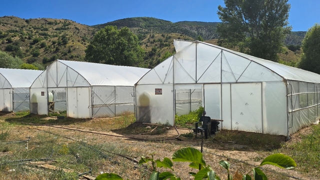 Çamoluk'ta tarımsal projeler meyvelerini vermeye başladı