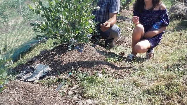 Orhaneli ilçesinde yaban mersini hasadı başladı