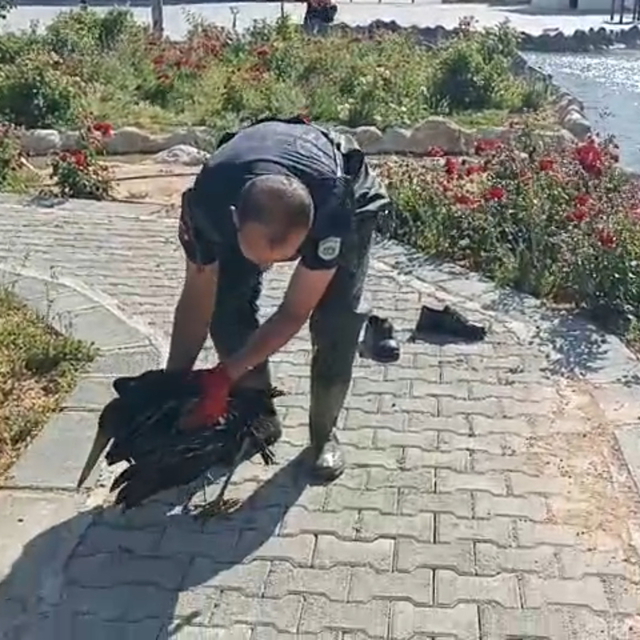 Yaralı leyleği itfaiye ekipleri kurtardı