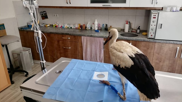 Seydikemer'de yaralı leylek tedaviye alındı