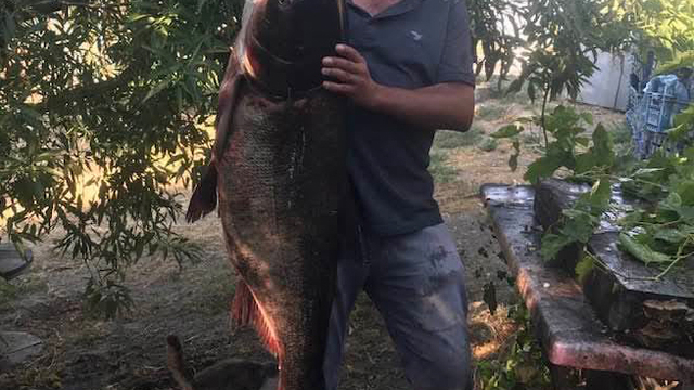 Meriç Nehri'nde nadir görülen 20 kilo ağırlığında som balığı yakaladı