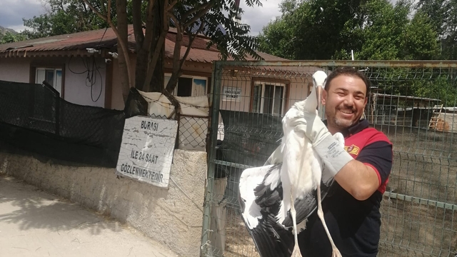 Çorum'da yuvasından düşerek yaralanan leylek, tedavi edilecek