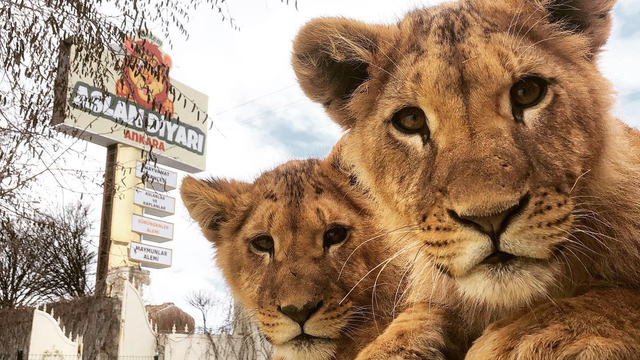 Hayvan parkından kaçan aslan aranıyor; saldırdığı kişi yaralandı