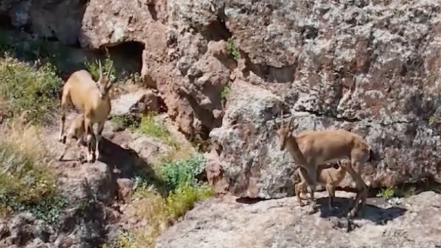 Dağ keçileri, yavrularını beslerken görüntülendi