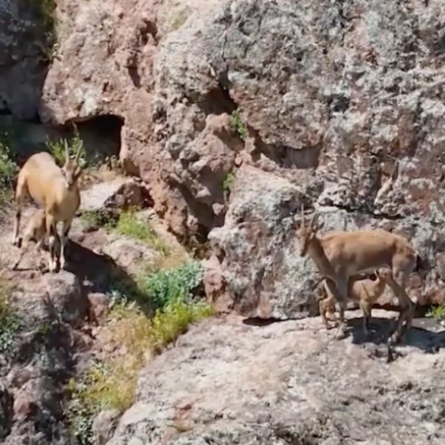 Dağ keçileri, yavrularını beslerken görüntülendi