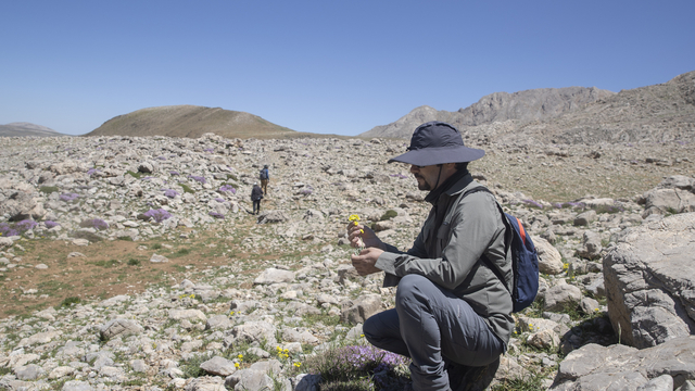 Bitki bilimcileri Tunceli'nin 3 bin rakımlı zirvelerinde yeni türlerin izini sürüyor