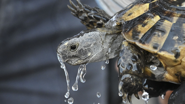 İzmir'de gönüllüler, orman yangınlarından kurtulan hayvanlara umut oluyor