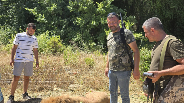 Hayvan parkından kaçan aslan öldürüldü, saldırdığı kişi yaralandı (2)