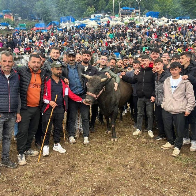 Artvin'de boğa güreşlerine yoğun ilgi