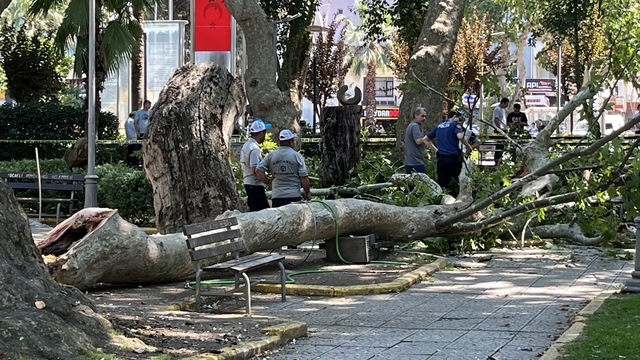 Çınar ağacının kırılan dalı üzerlerine düştü: 1 ölü, 2 yaralı (2)