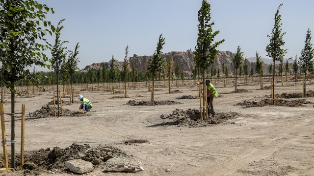 Van'da 420 ıhlamur ağacı toprakla buluşturuldu