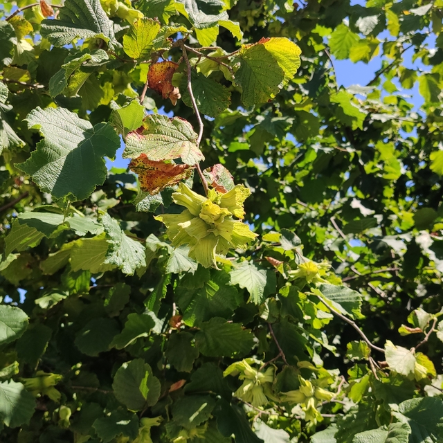 Samsun'da tahmini fındık rekolte çalışması yürütülüyor