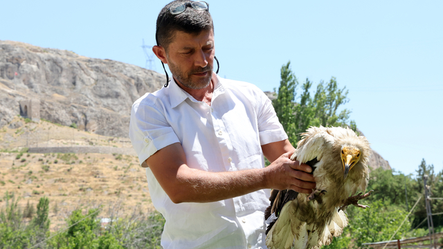 Malatya'da yaralı halde bulunan yaralı beyaz akbaba tedaviye alındı
