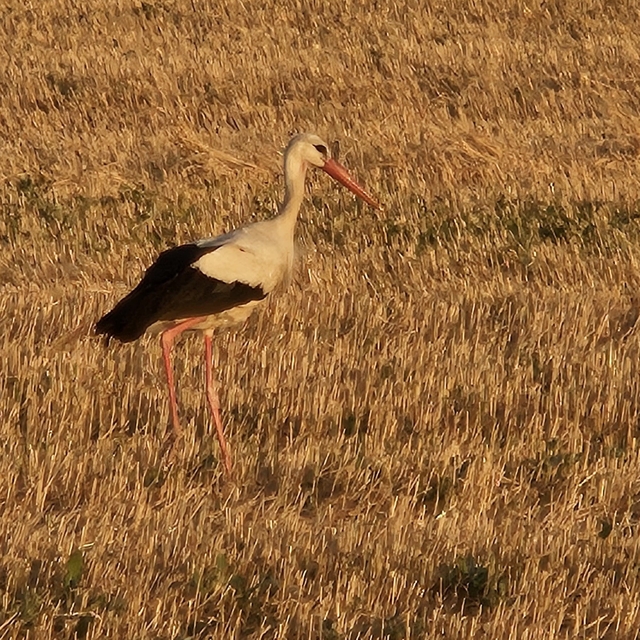Çankırı'da hasat edilen buğday tarlaları leyleklerin beslenme noktası oldu