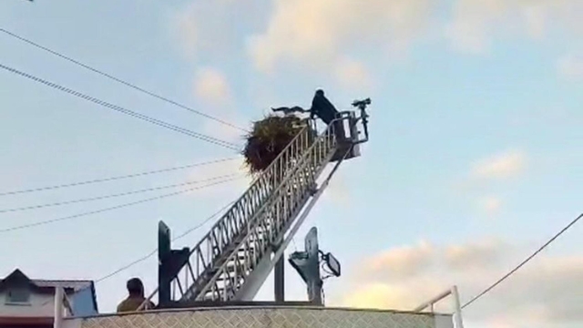 Düşen yavru leylek itfaiye ekipleri tarafından yuvasına konuldu