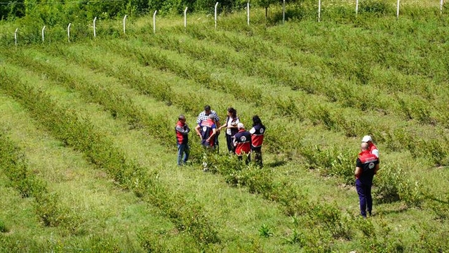 Kastamonu'da aronya üretim alanı 224 dekara ulaştı
