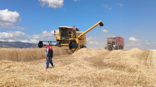 Gümüşhacıköy'de dane kaybına karşı biçerdöver kontrolleri başladı
