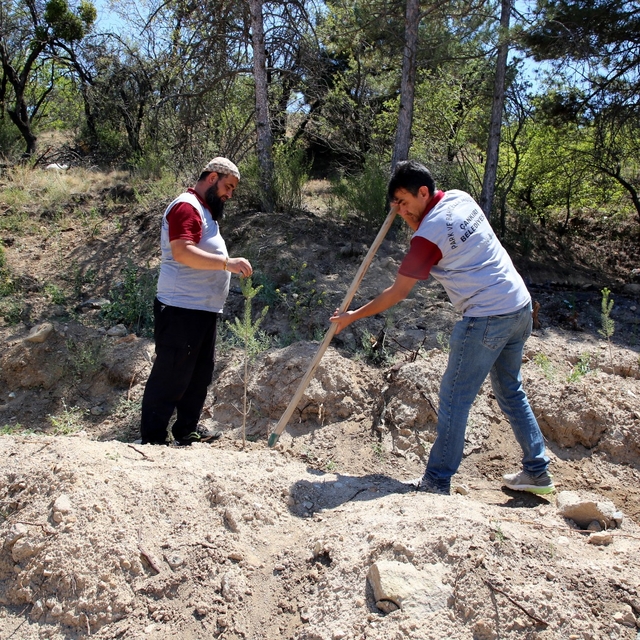 Çankırı'da doğan her bebek ve nikahı kıyılan her çift için fidan dikiliyor