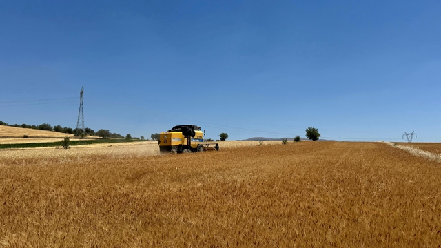 Isparta'da hububat hasadı başladı