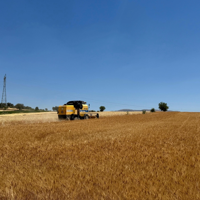 Isparta'da hububat hasadı başladı