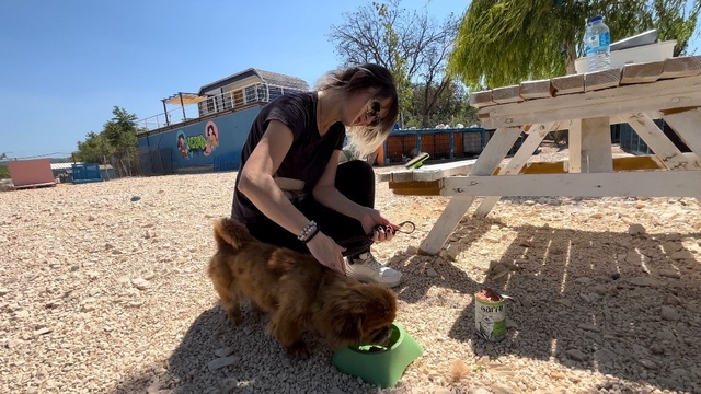 Sahiplenilmeyi bekleyen hayvanların gönüllü bakıcılığını yapıyorlar