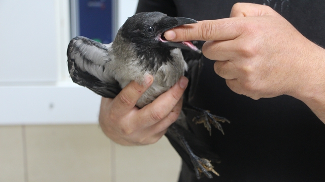 Yaralı halde bulduğu kargayı sağlığına kavuşturup, doğaya saldı