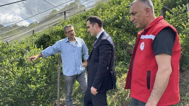 Salıpazarı'nda 13 dekar alana alternatif ürün olarak yaban mersini dikildi