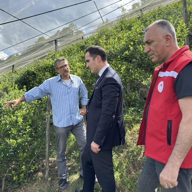 Salıpazarı'nda 13 dekar alana alternatif ürün olarak yaban mersini dikildi