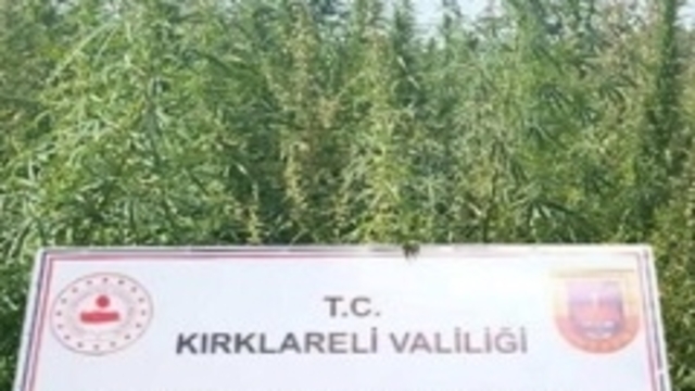 Kırklareli'nde 102 bin kök Hint keneviri ele geçirildi