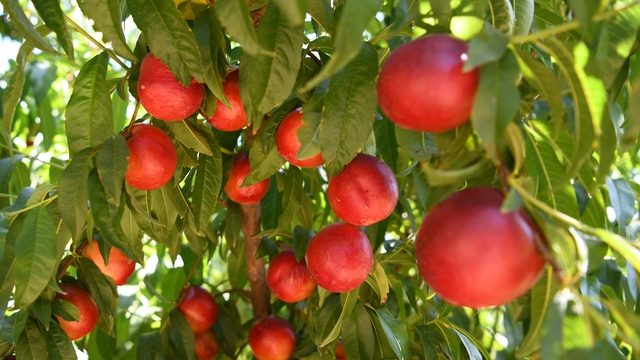 Coğrafi işaretli Lapseki şeftalisinde 70 ton civarı ihracat hedefleniyor