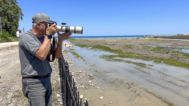 Türkiye'de nadir görülen kara leylek Kastamonu'daki Ezine Çayı'nda fotoğraflandı