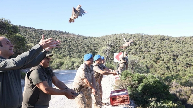İzmir'de 'kınalı keklikler' doğaya salındı