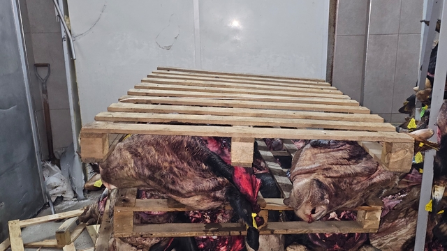 Sakatatçılara satılmak üzere istiflenmiş çürümüş büyükbaş hayvan kafaları bulundu