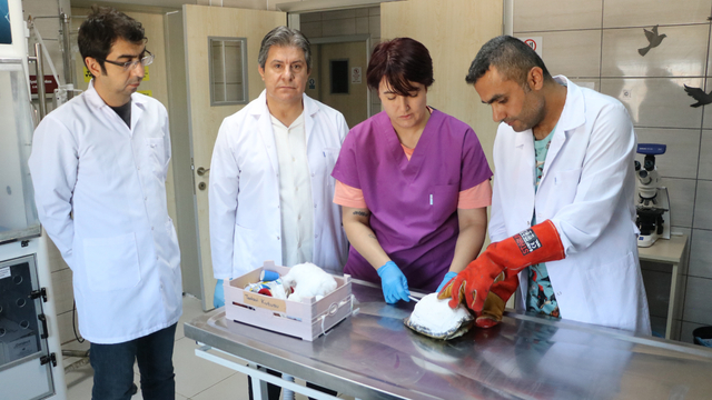 Kaplumbağa 'Tosbik'in kırılan kabuğuna diş dolgu malzemeli tedavi