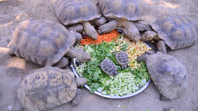 Bursa Hayvanat Bahçesi'ndeki kaplumbağalara serpme kahvaltı