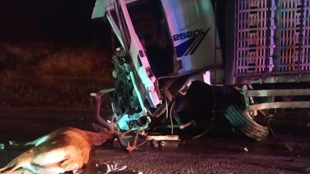 Hafif ticari araç, yola çıkan geyiğe çarptıktan sonra kamyonla çarpıştı; 1 ölü, 1 yaralı