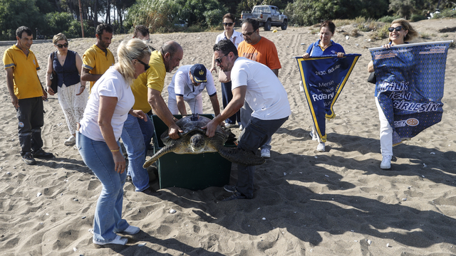 Mersin'de uydu takip cihazı takılan yeşil deniz kaplumbağası denizle buluşturuldu