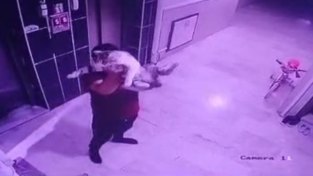 Kediyi yere fırlatan şüpheliye gözaltı