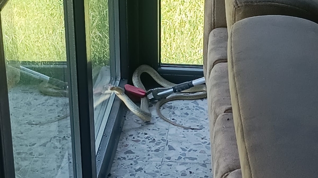 Afyonkarahisar'da ofise giren yılanı itfaiye ekipleri yakaladı