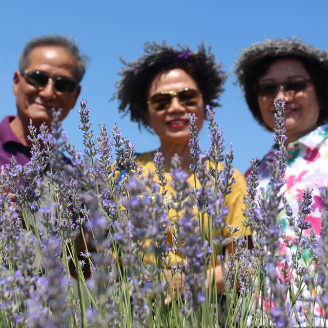 Isparta'nın mor tarlaları turistlerin uğrak adresi oldu