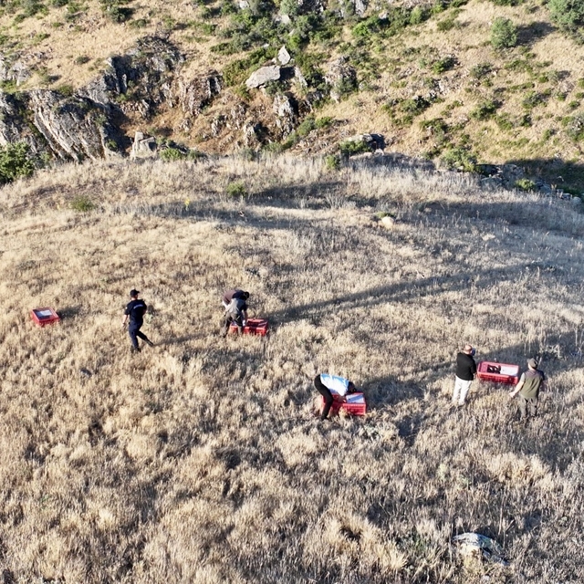 Kırşehir'de 600 kınalı keklik doğaya bırakıldı