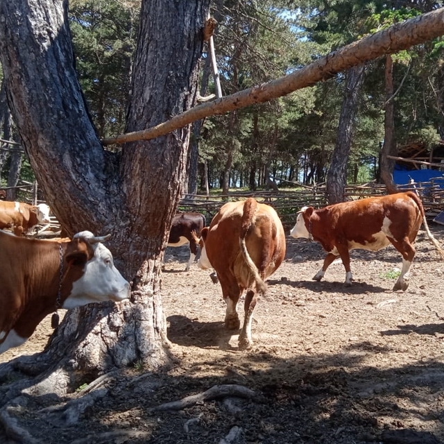 Gümüşhacıköy'de şap hastalığına karşı aşılama çalışmaları sürüyor