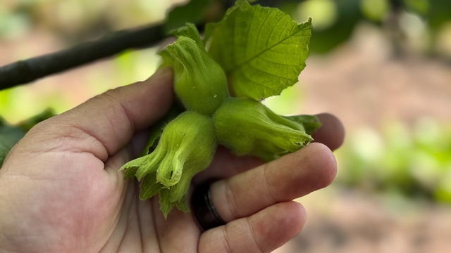 Düzce, AB ülkelerine yılın ilk yarısında 13 bin 461 ton iç fındık ihraç etti