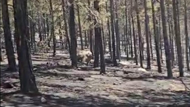 Balıkesir'deki orman yangını kontrol altına alındı (2)
