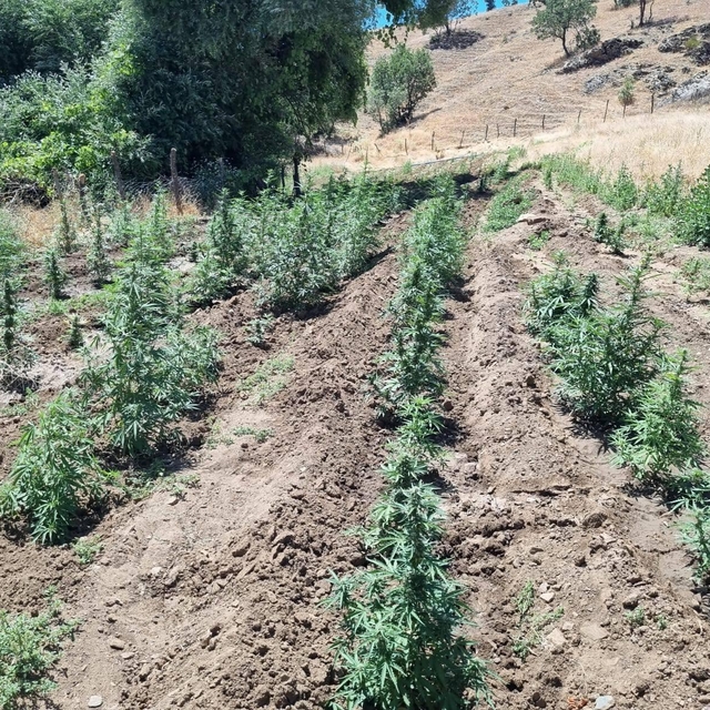 Bingöl'de 4 bin 314 kök Hint keneviri ele geçirildi